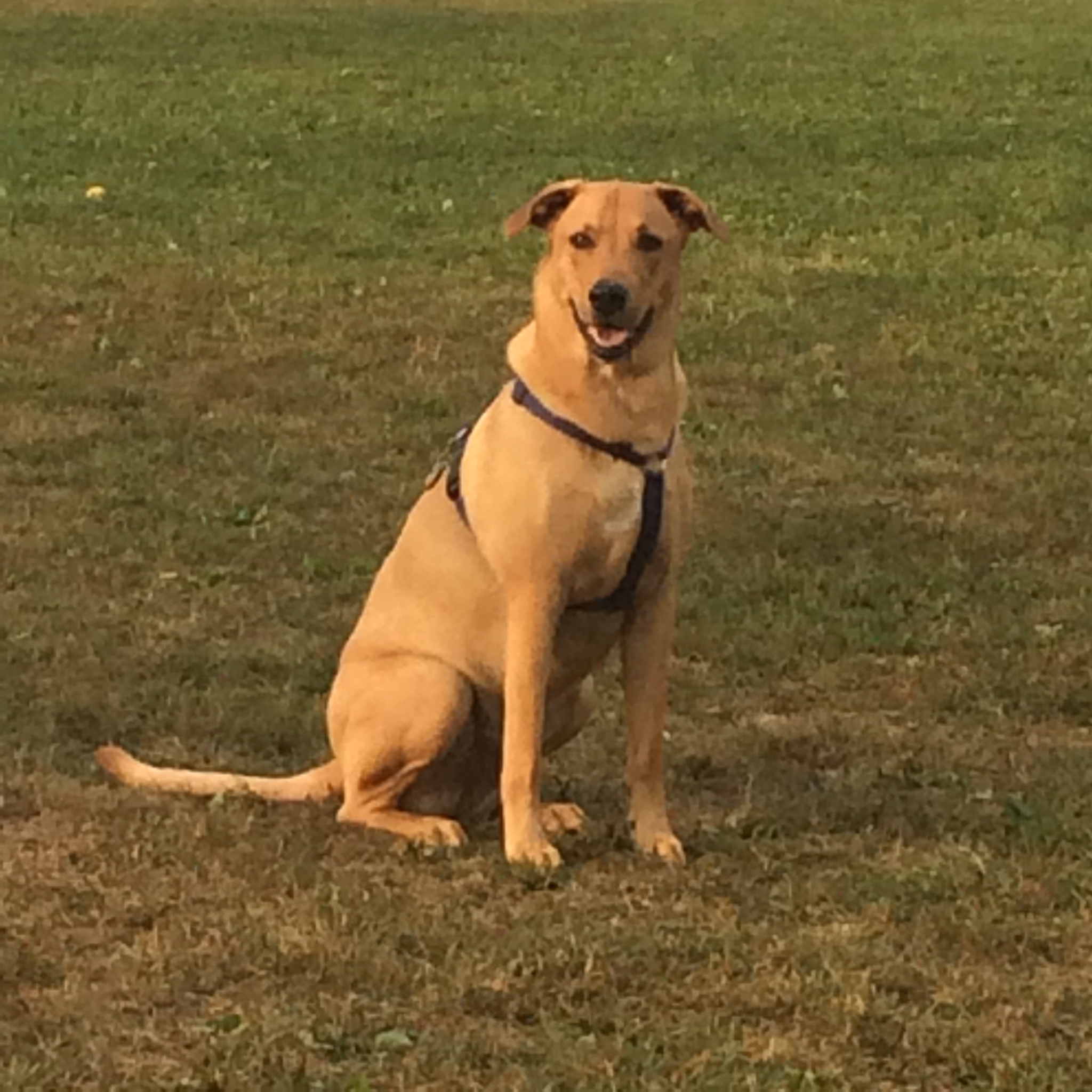 About Rawhide Rescue Rawhide Rescue